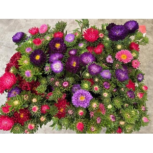 Callis Mix Per Bunch D de Koeijer