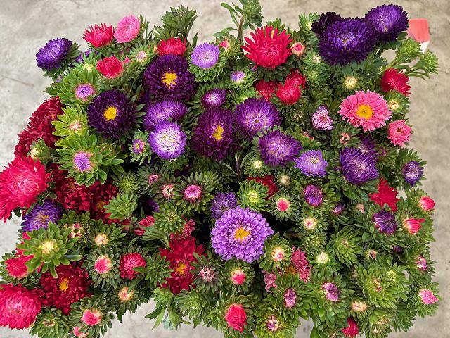 <h4>Callis Mix Per Bunch D de Koeijer</h4>