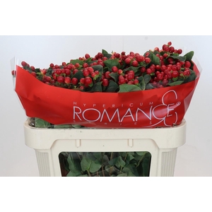 Hypericum True Romance Spray