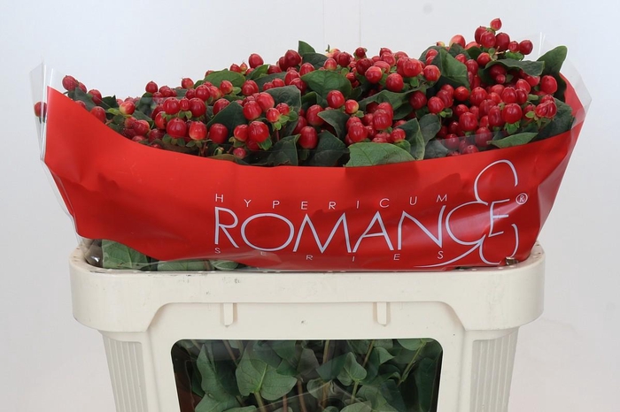 <h4>Hypericum True Romance Spray</h4>