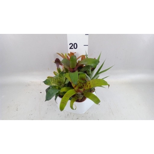 Bromelia ...mix