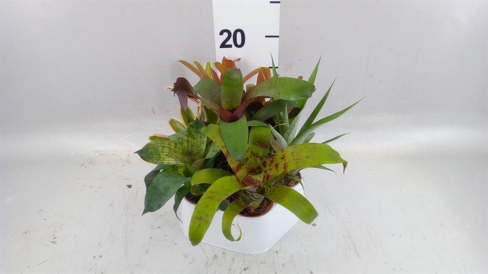 <h4>Bromelia   ...mix</h4>