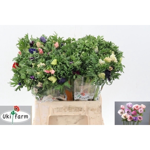 Anem Gall Pastel Gemengd