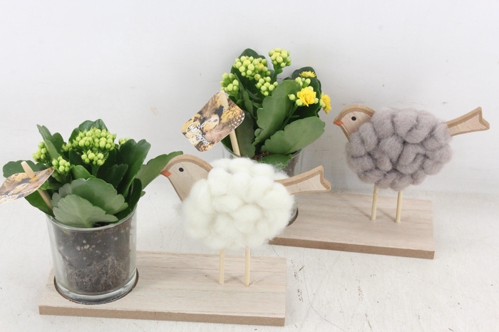 <h4>arr2 MB - Kalan. met vogel op plank x6</h4>