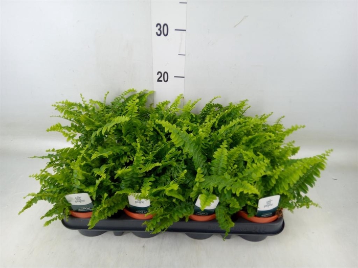 <h4>Nephrolepis exal. 'Green Lady'</h4>