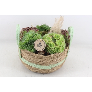 arr4 Semp PL - Mand rond green oor Los