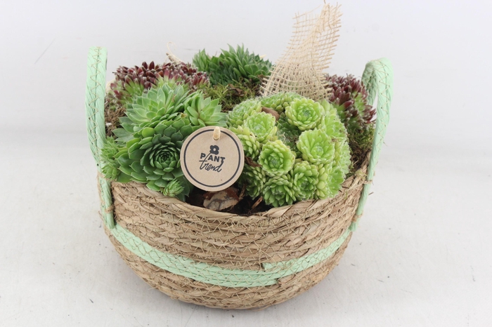 <h4>arr4 Semp PL - Mand rond green oor Los</h4>