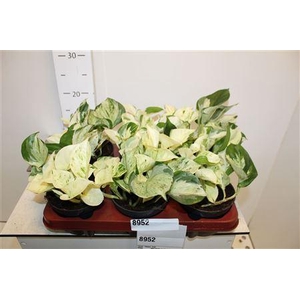 ** Epipr Happy Leaf ** Winter Promo **