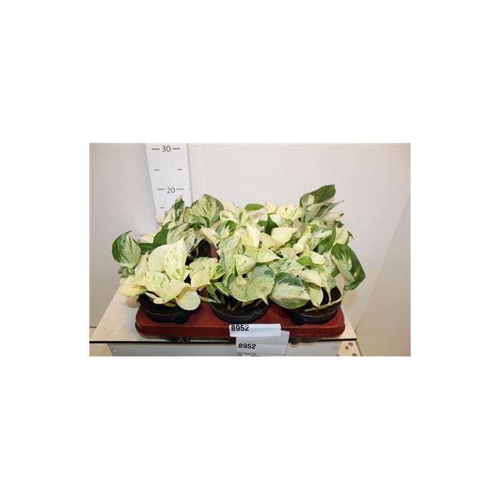 <h4>** Epipr Happy Leaf ** Winter Promo **</h4>