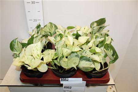 ** Epipr Happy Leaf ** Winter Promo **