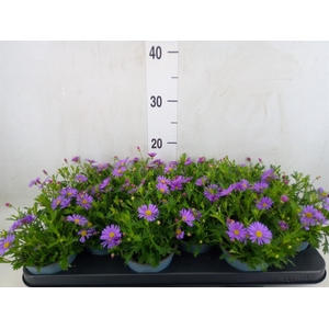 Brachycome  'Fresco Purple'