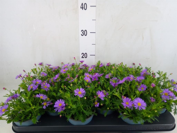 <h4>Brachycome  'Fresco Purple'</h4>