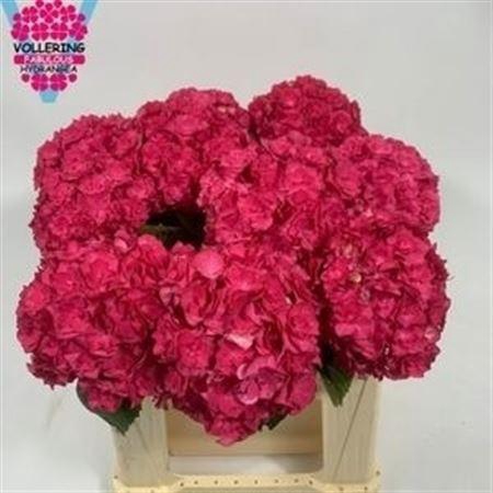 <h4>Hydr M Royal Anastasia Cerise</h4>