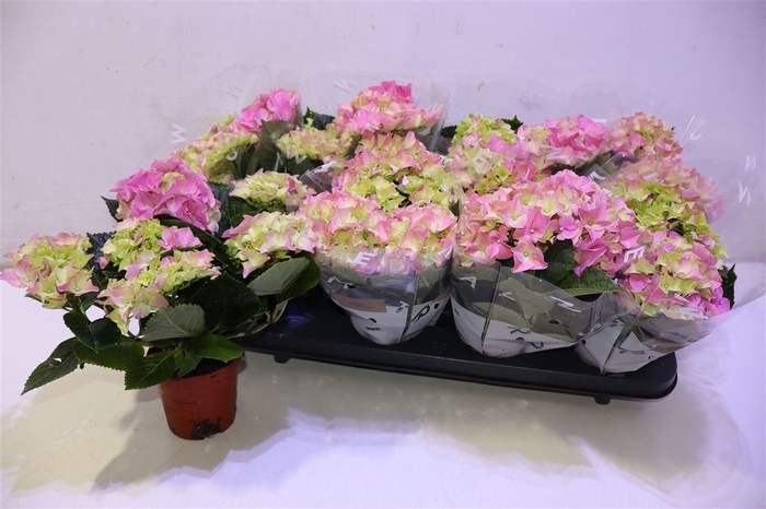 <h4>arr8 Hydr M Early Rosa</h4>