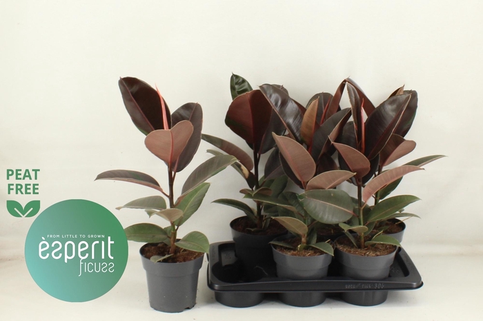 <h4>FIC EL PINK CAMOUFL</h4>