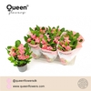 Euphorbia (Milii Grp) 'Charlotte'