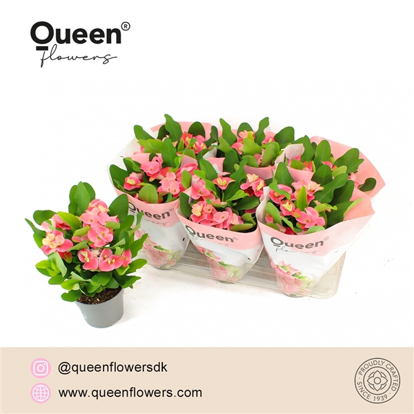 Euphorbia (Milii Grp) 'Charlotte'