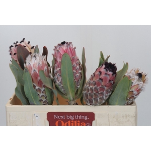 PROTEA MAGNIFICA