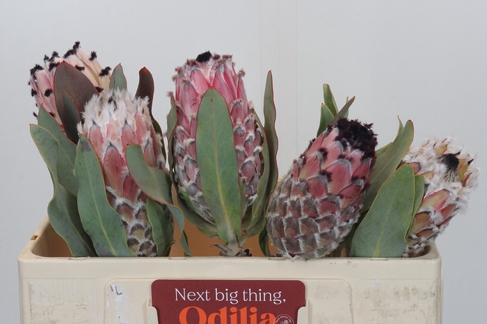 <h4>PROTEA MAGNIFICA</h4>