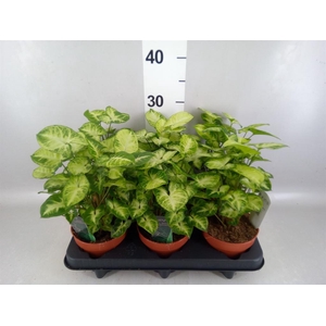 Syngonium  'Pixie'