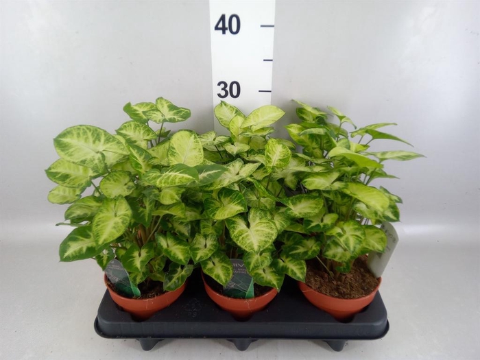 <h4>Syngonium  'Pixie'</h4>