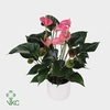 Anthurium Schaal Napoli 20cm Pink Champion