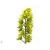 Cymbidium Mrs Maxima 60 cm Super