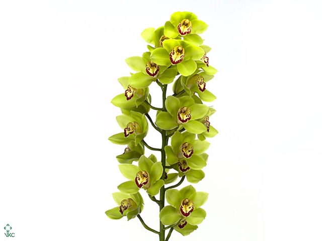 Cymbidium Mrs Maxima 60 cm Super