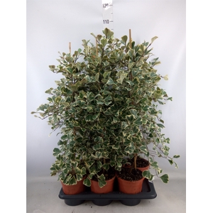 Ficus triangularis 'Sweetheart'