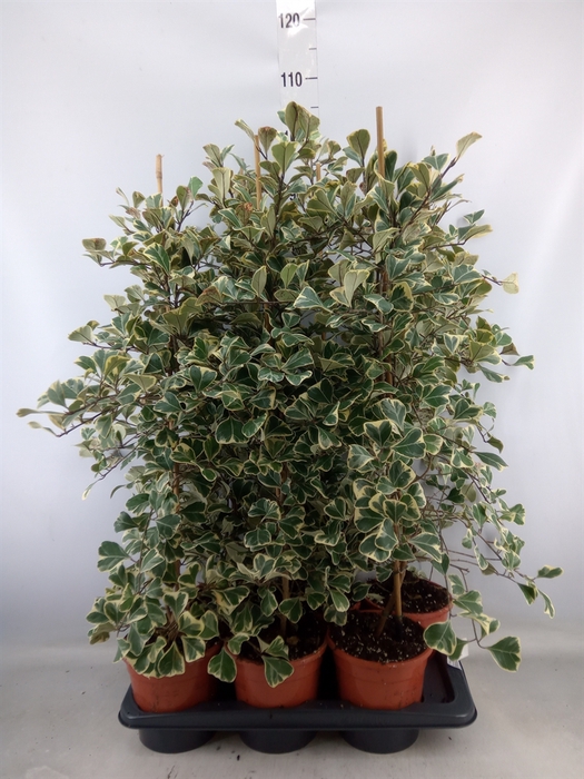 <h4>Ficus triangularis 'Sweetheart'</h4>