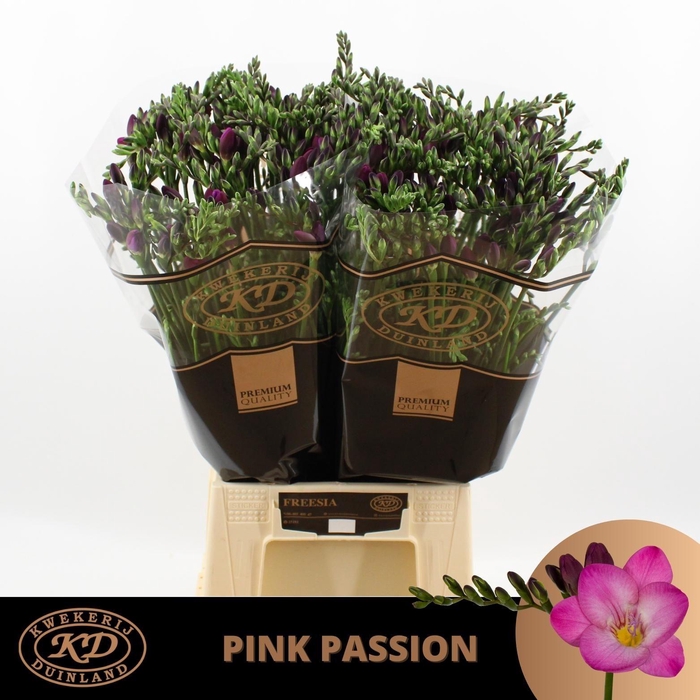 <h4>Fr En Pink Passion</h4>