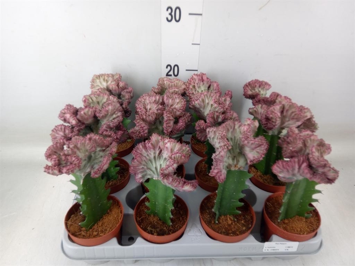 <h4>Euphorbia lactea</h4>