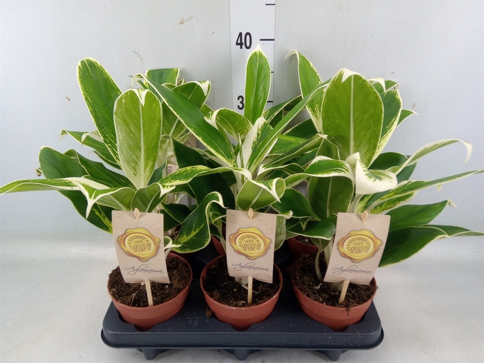 <h4>Aglaonema  'White Lime'</h4>