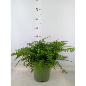Asplenium  'Parvati'