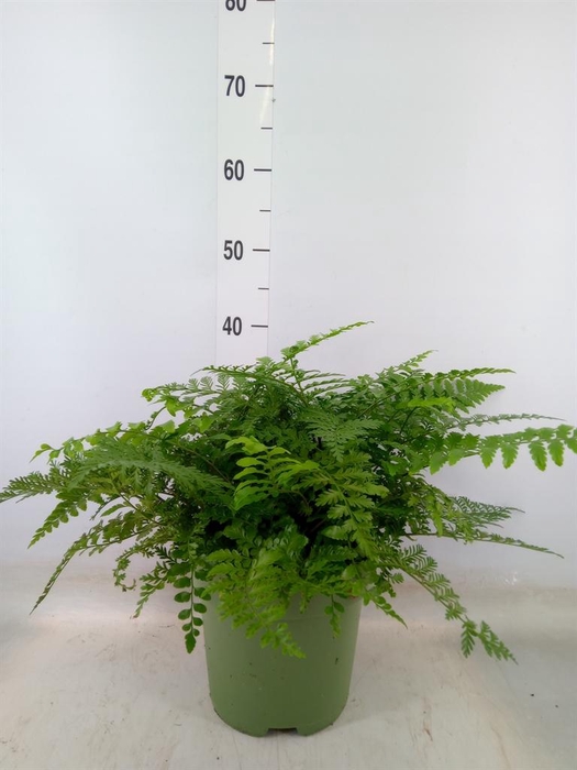 <h4>Asplenium  'Parvati'</h4>