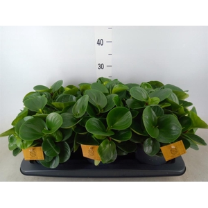 Peperomia obt. 'Red Canyon'