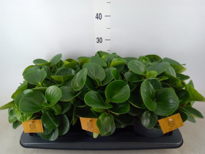 <h4>Peperomia obt. 'Red Canyon'</h4>