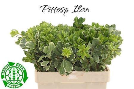 <h4>Pittosp To Ilan</h4>