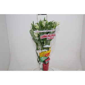 ALSTROEMERIA PRESTIGE 080 CM BRANCO