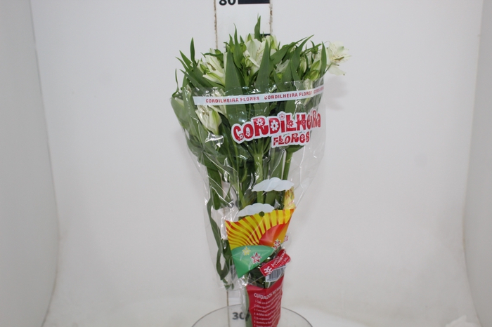 <h4>ALSTROEMERIA PRESTIGE 080 CM BRANCO</h4>