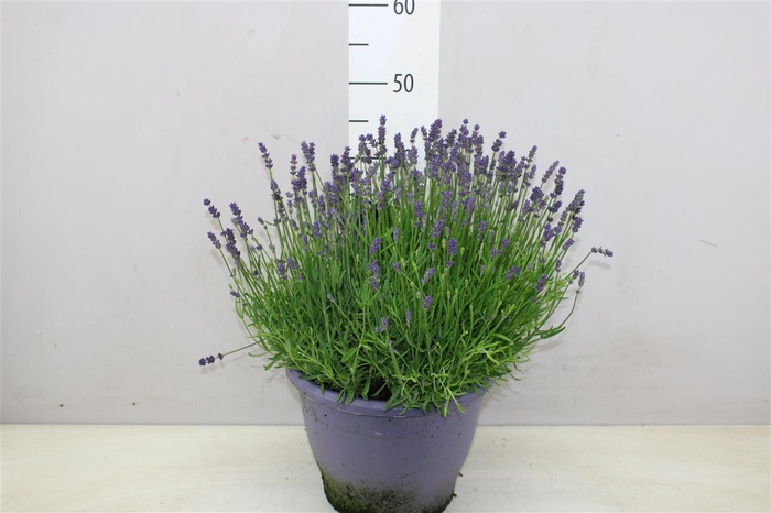 <h4>Lavendula An Essence Purple 26cm Lila Pot</h4>