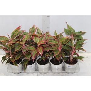 AGLAONEMA VARIADA P12