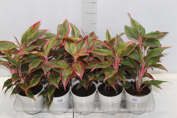 <h4>AGLAONEMA VARIADA P12</h4>