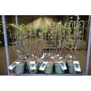 Fruith Johannisbeere Schwarze