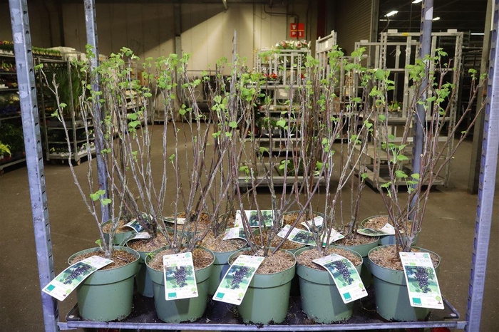 <h4>Fruith Johannisbeere Schwarze</h4>