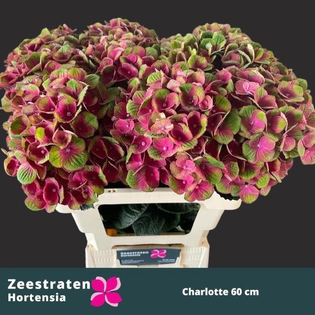 <h4>HYDR M MAG CHARLOTTE</h4>