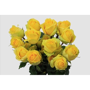 Rosa ec tara