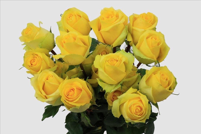 <h4>Rosa ec tara</h4>