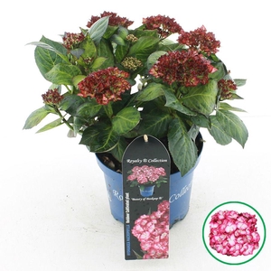 Hydrangea macr. Royalty® 'Beauty of Boskoop'® C3.5 (20cm.) Kn.