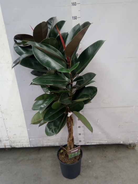 <h4>Ficus elastica 'Burgundy'</h4>